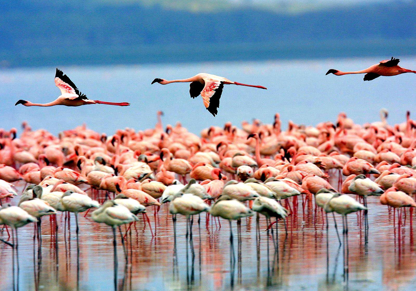 Guided Walking Safari
