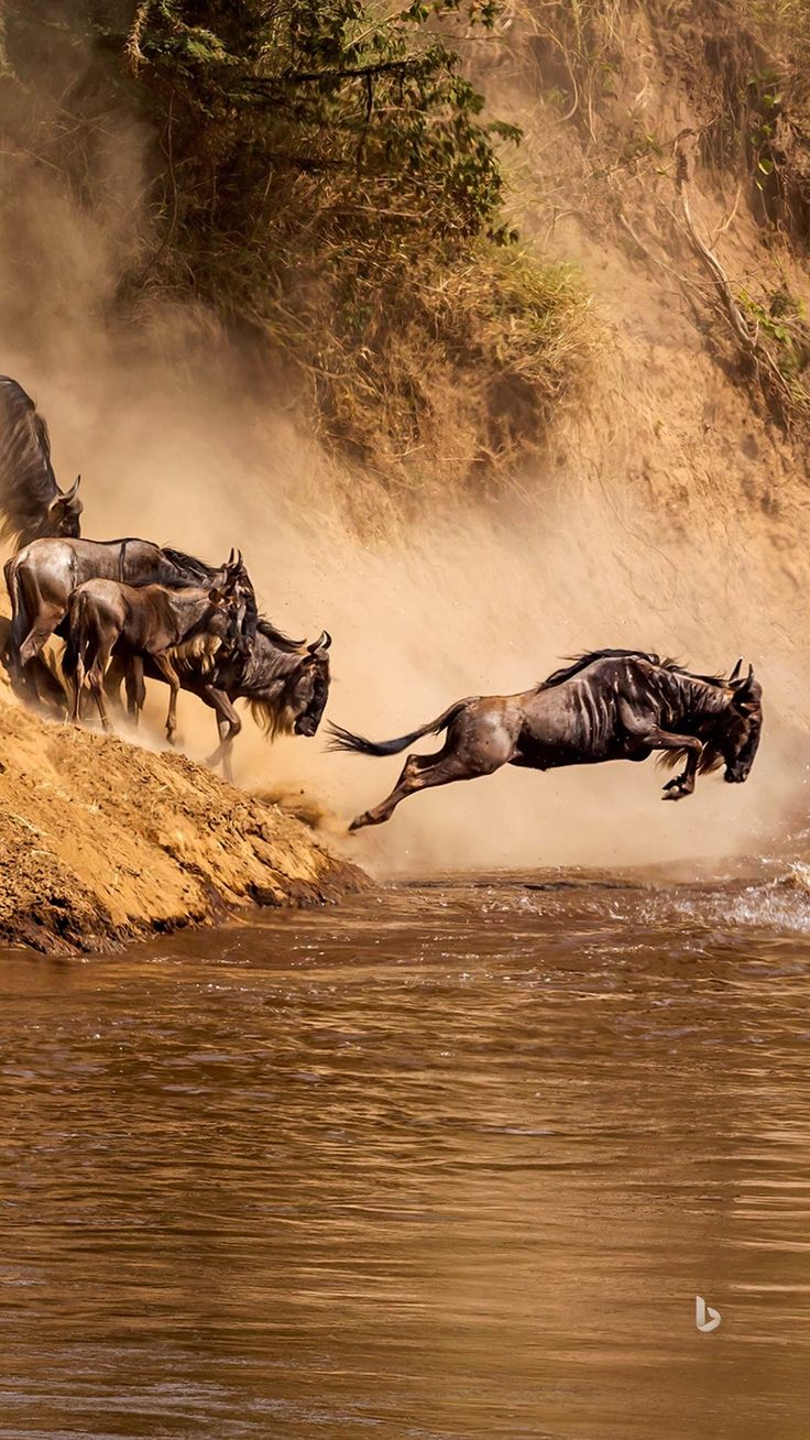 Safari Moment