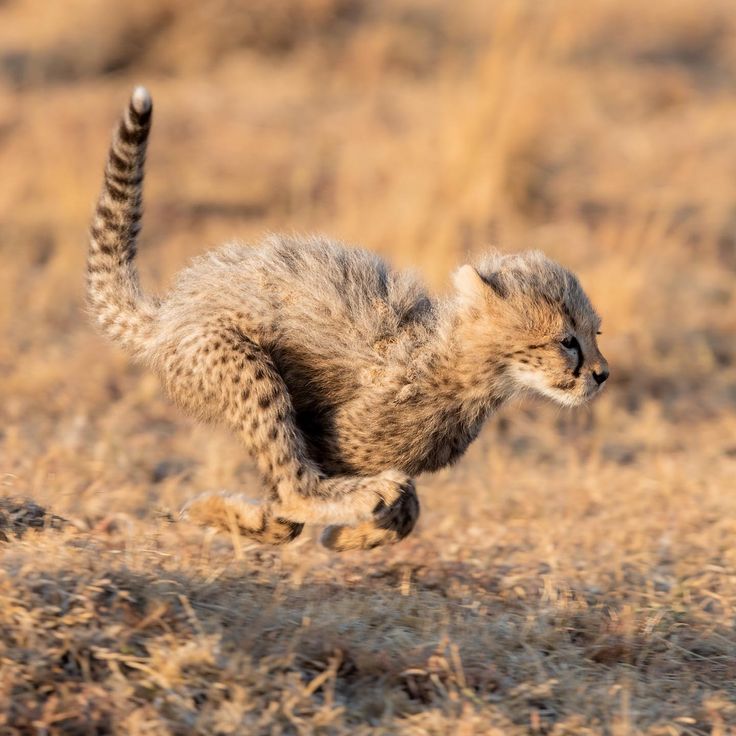 Contact Top Nature Safari - We're here for you