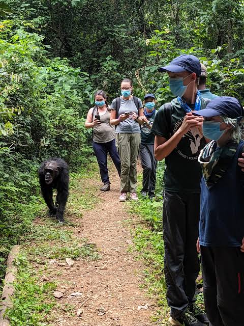 Chimpanzee Trekking