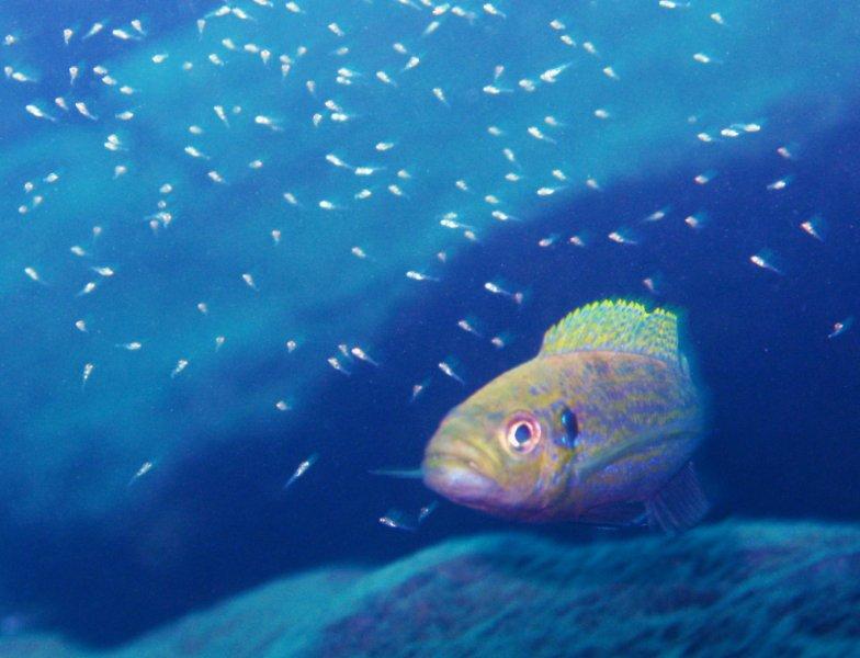 Snorkelling Lake Tanganyika