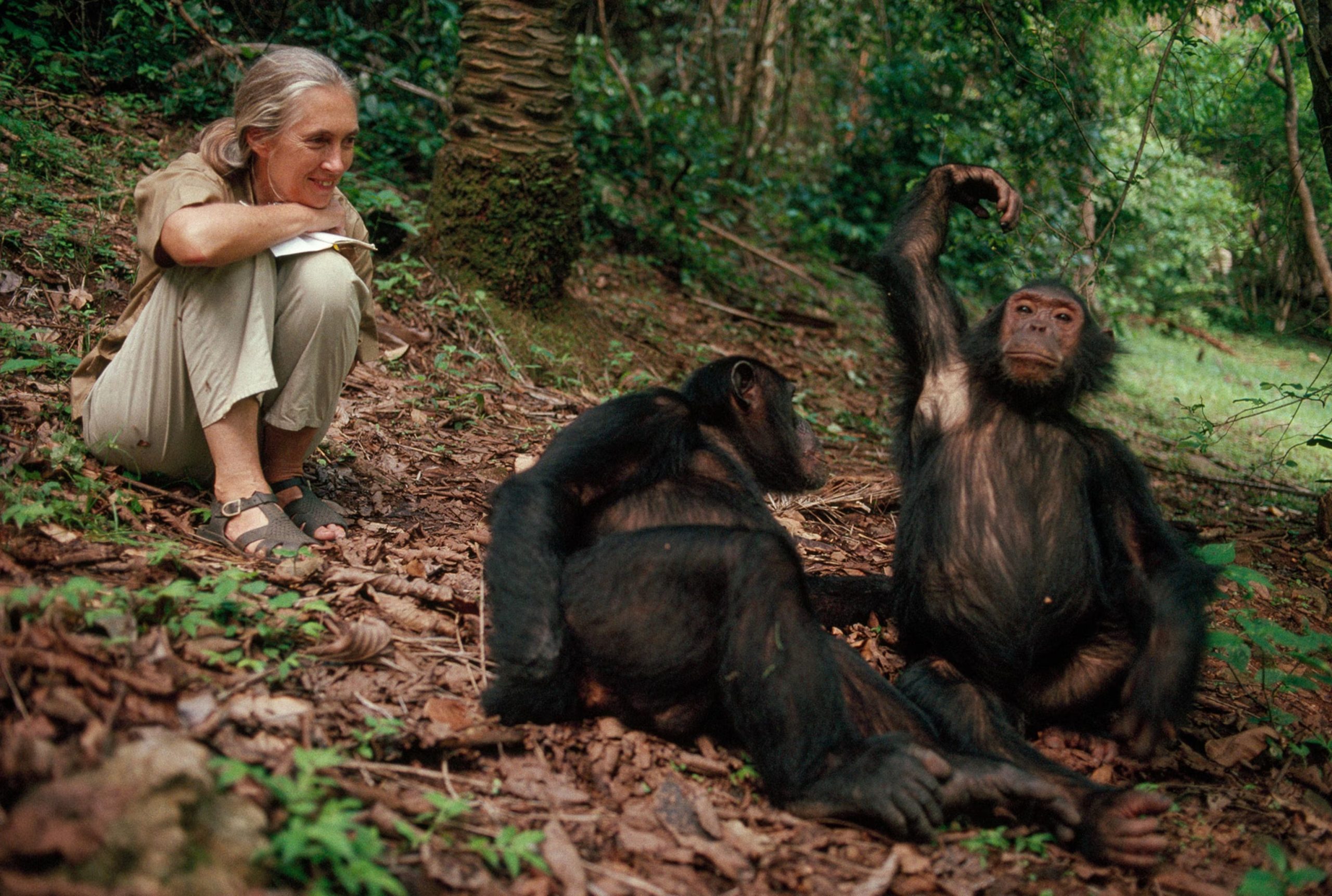 Chimpanzee Trekking Mahale