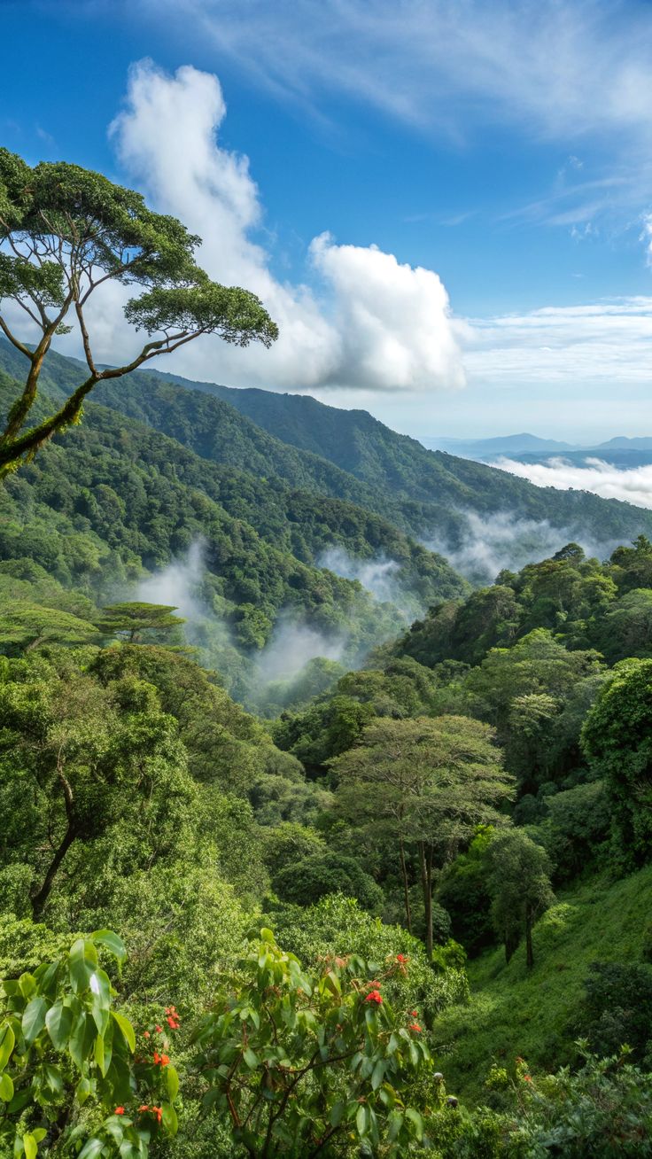 Mahale rainforest