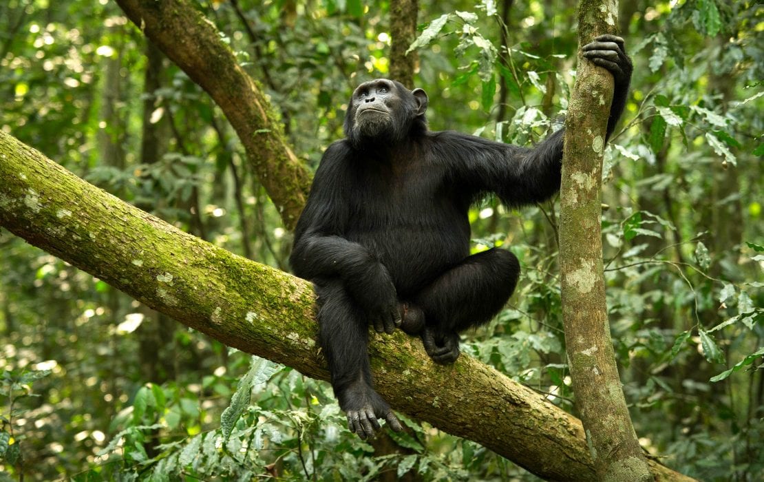 Chimpanzee in Mahale forest