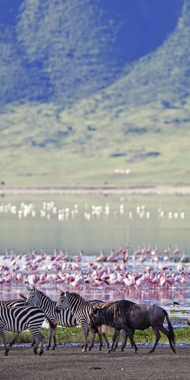 Serengeti