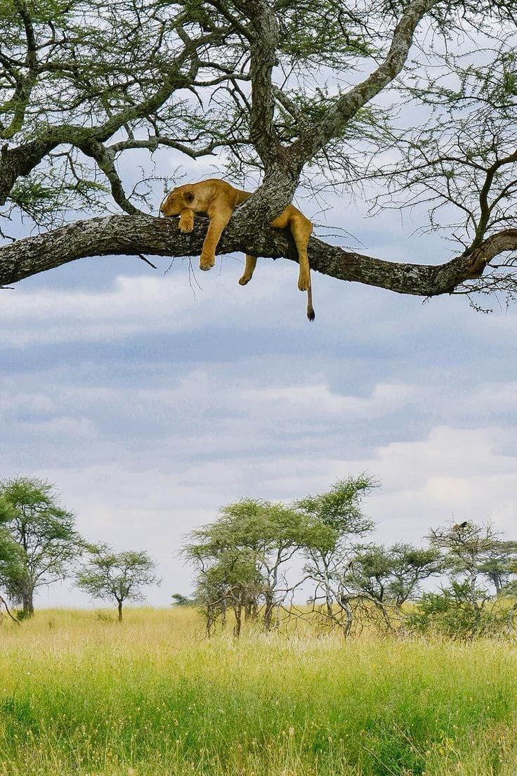 Serengeti