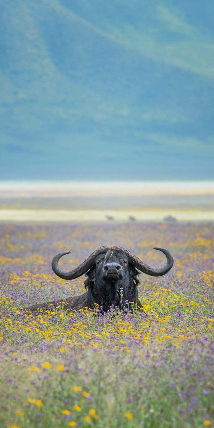 Serengeti