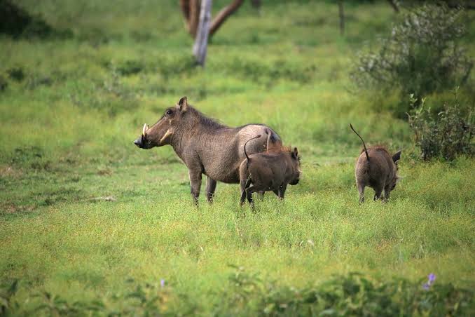 Wild Dogs Nyerere
