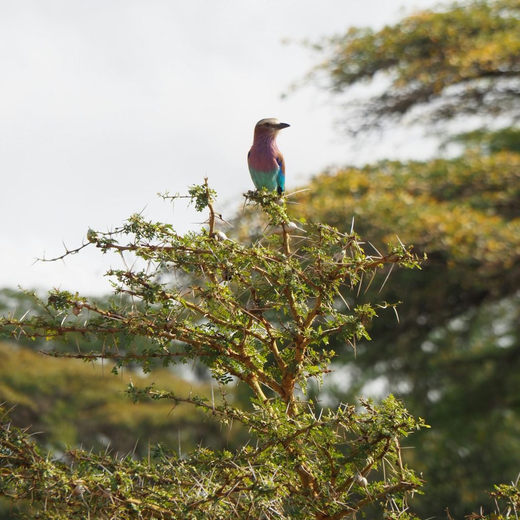Birdwatching Nyerere