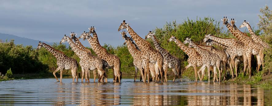 Elephant herd at the river