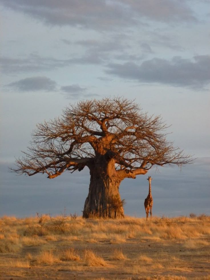 Ruaha landscape
