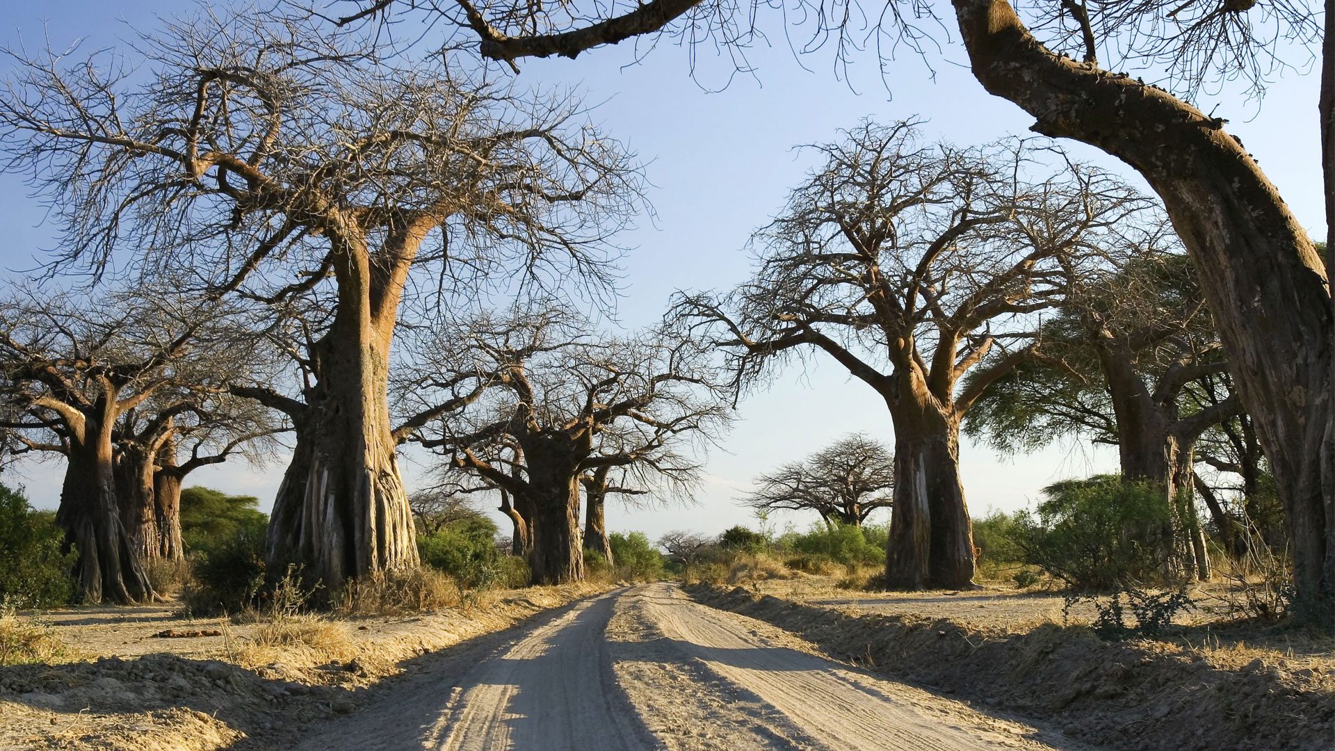 Ruaha elephants