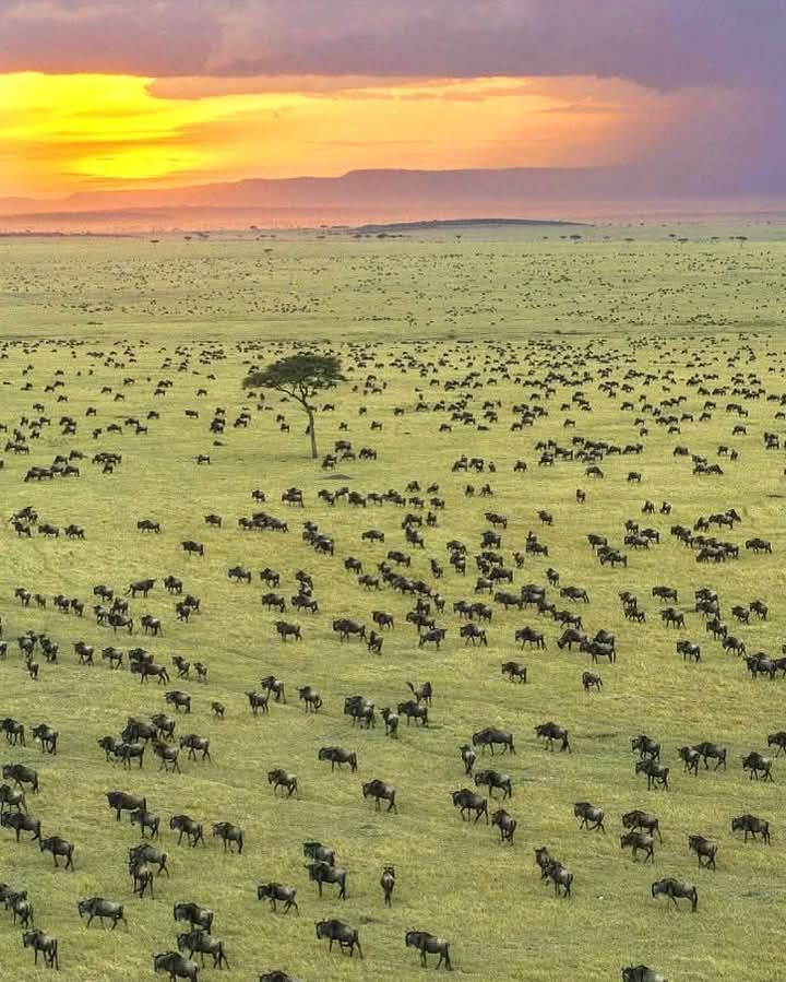 Serengeti
