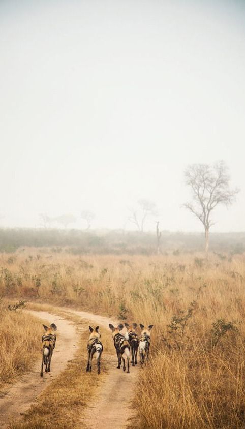 Serengeti