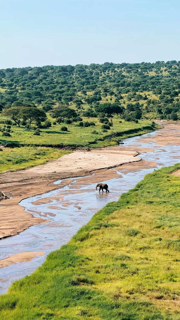 Elephant herd under baobab trees in Tarangire