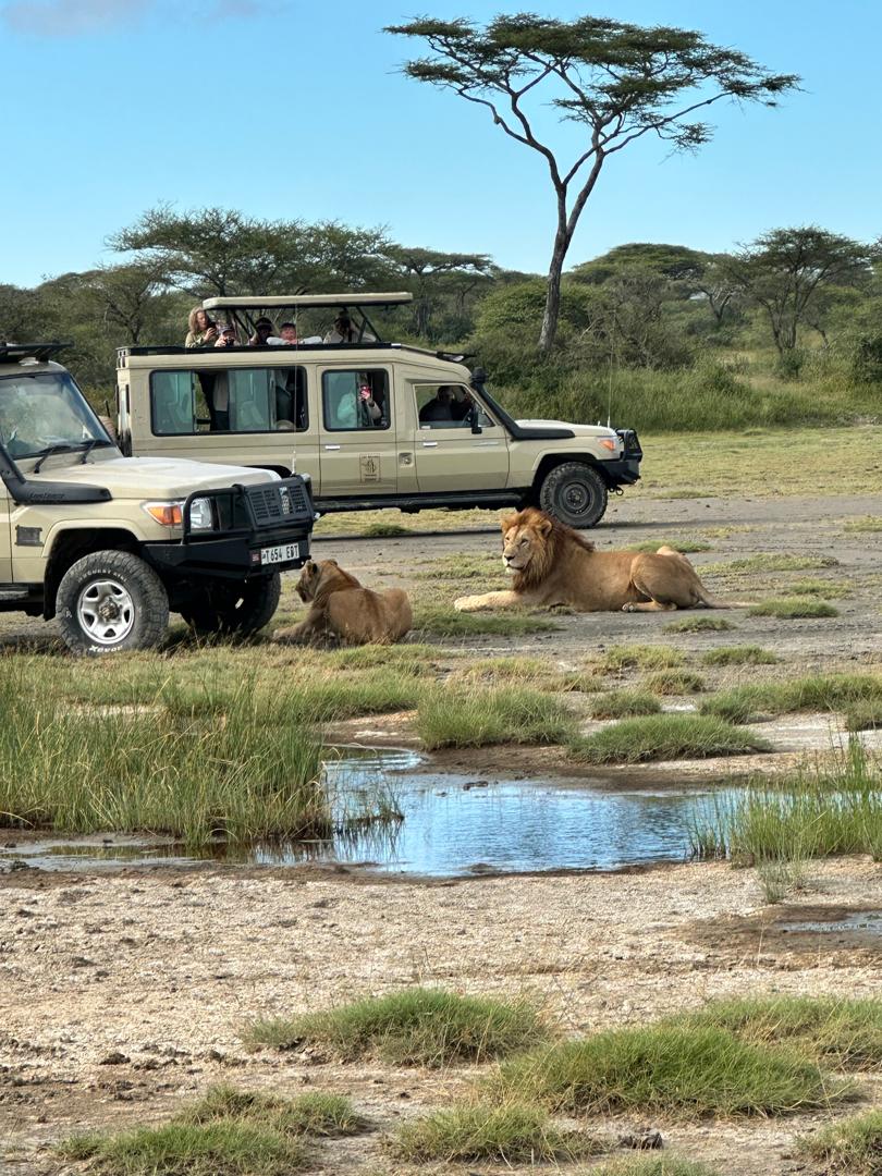 Serengeti plains with wildebeest migration