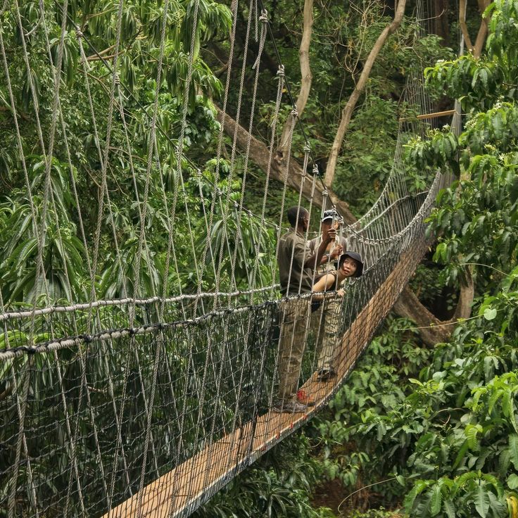Treetop Walkway Canopy